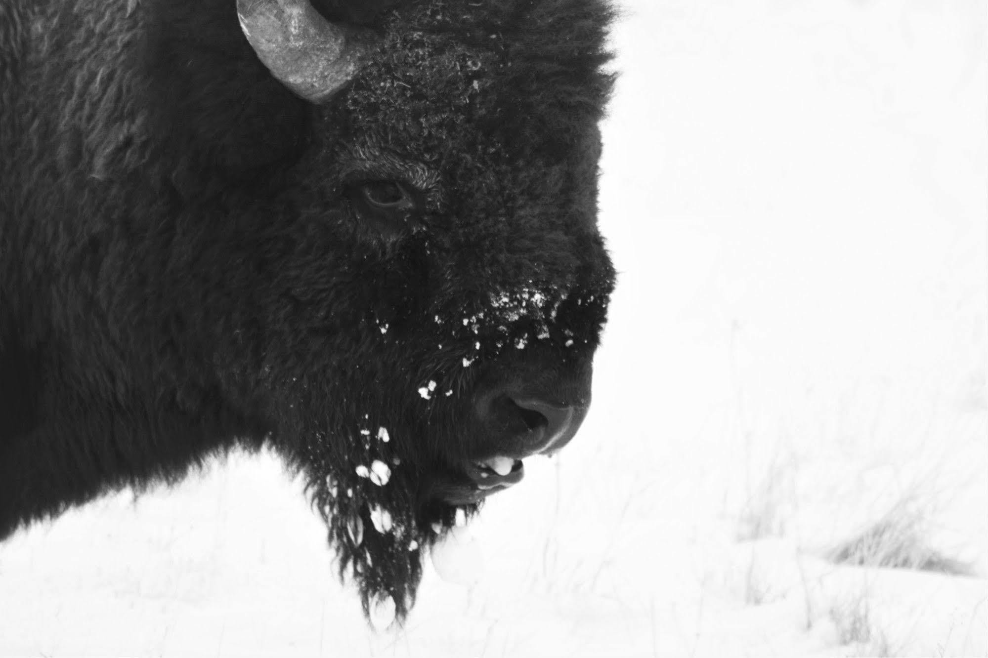 Brandin' Iron Inn West Yellowstone Dış mekan fotoğraf